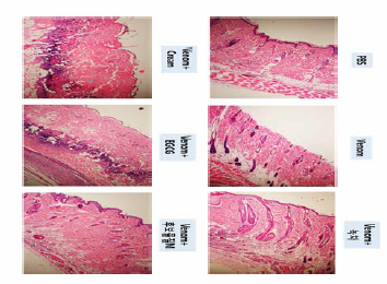 H&E staining using tissues of mice