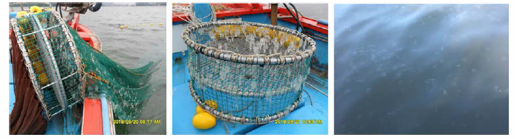 Picture of jellyfish retained to the end of a bag net, a grid and cut with wire grid. Jellyfish retained to the end of a bag net(left), jellyfish retained to a grid(middle), jellyfish cut with wire grid