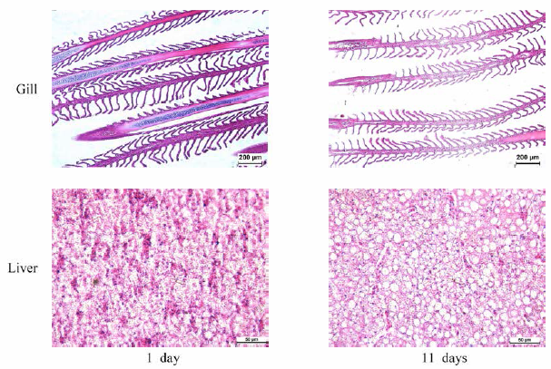 Changes of gill and liver histology in rockfish, Sebastes schlegeli, exposed to critical high water temperature (30.9°C)