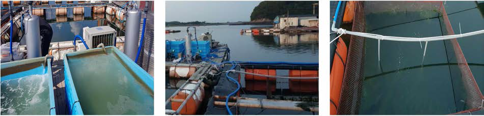 System for high water temperature damage reduction, oxygen dissolver and cooler in marine net cage of rockfish, Sebastes schlegeli in 2019