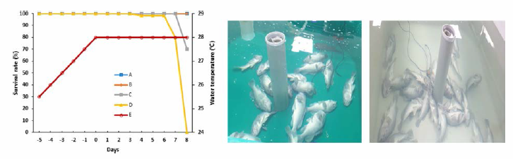 Survival rate of rockfish, Sebastes schlegeli in system for high water temperature damage reduction in diet and feed (left). Fish death of No device installation+Feed (center and right). A, System for high water temperature damage reduction+Diet; B, System for high water temperature damage reduction+Feed; C, No device installation+Diet; D, No device installation+Feed; E, Water temperature