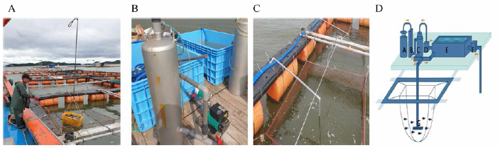 System for high water temperature damage reduction, liquefide oxygen and oxygen dissolver in marine net cage of rockfish, Sebastes schlegeli in 2020. A, Stocking up rockfish; B, Liquefide oxygen; C, System for high water temperature damage reduction in marine net cage; D, Schematic diagram of system