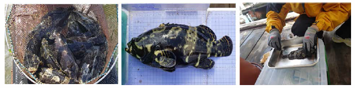 Monitoring of growth in hybrid groupers, Epinephelus fuscoguttatus ♀ xEpinephelus lanceolatus ♂