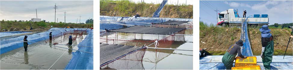 Installation of marine net cage in seawater pond (left, center) and stocking up hybrid groupers (right), Epinephelus fuscoguttatus ♀xEpinephelus lanceolatus ♂