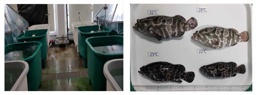 Experiment tank of hybrid groupers, Epinephelus fuscoguttatus ♀xEpinephelus lanceolatus ♂(left). Comparison of growth by stocking water temperature at 12 weeks in hybrid groupers (right)