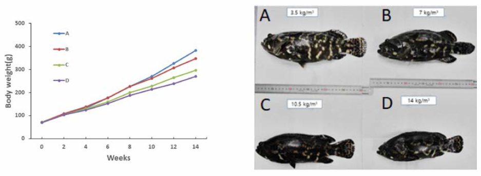 Changes in body weight according to density of hybrid groupers, Epinephelus fuscoguttatus ♀xEpinephelus lanceolatus ♂. A, 50 fish (3.5 kg/m3); B, 100 fish (7 kg/m3); C, 150 fish (10.5 kg/m3); D, 200 fish (14 kg/m3)