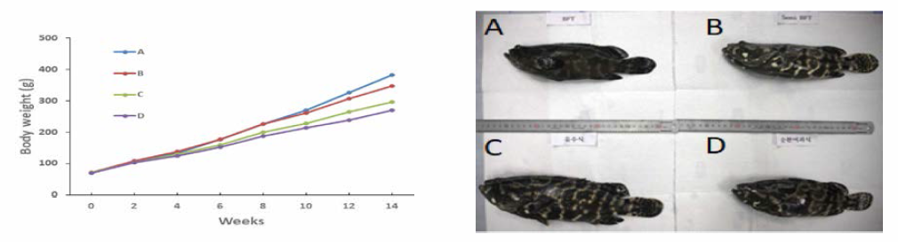 Changes m body weight according to types of farm of hybrid groupers, Epinephelus fuscoguttatus ♀xEpinephelus lanceolatus ♂. A, BFT; B, semi-BFT; C, RAS; D, Running water