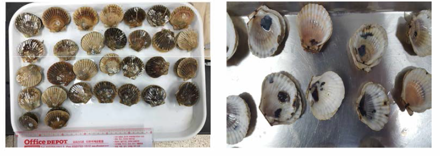 Investigation of occurrence rate of polydora in shell by Argopecten irradians