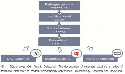 재조합 DNA 기술을 사용한 백신 개발에 대한 생명공학 접근방법