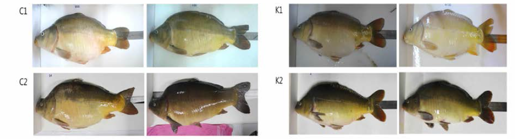 Scale expression of broodstock (C1; Chines 1, C2; Chinese 2, K1; domestic 1, K2; domestic 2)