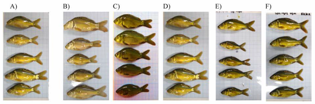 External morphometric analysis of 150 days in Cyprinus carpio FI (FI-2016) (A, C1C1; B, C2C2; C, C1K1; D, K1C1; E, K1K1; F, K2K2)