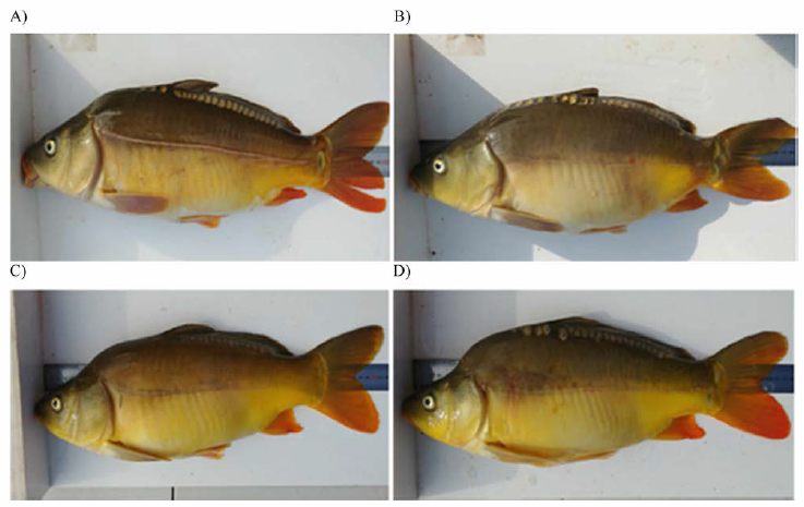 Scale expression of broodstock (F0) (A, Korea Female; B, Korea male; C, China Female; D, China male)