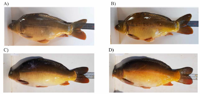 Selected broodstock group (F1-2015, Cl-2017) (A, F1-2015 Female; B, F1-2015 Male; C, C1-2017 Female; D, C1-2017 Male)