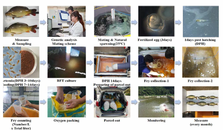 Seed production process of Israeli carp