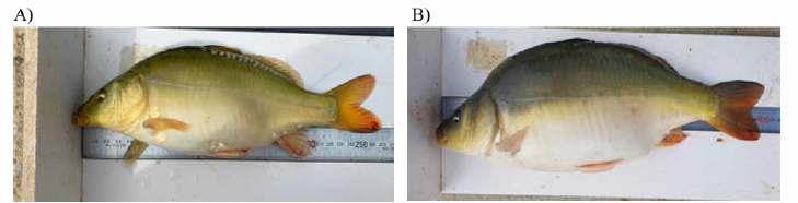 Morphological values of carps on month (F2-2019) (A, 11-month; B, 14-month)