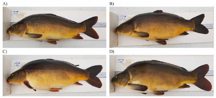 Selected broodstock group (C1-2017, C2-2018) (A, C1-2017 Female; B, C1-2017 Male; C, C2-2018 Female; D, C2-2018 Male)