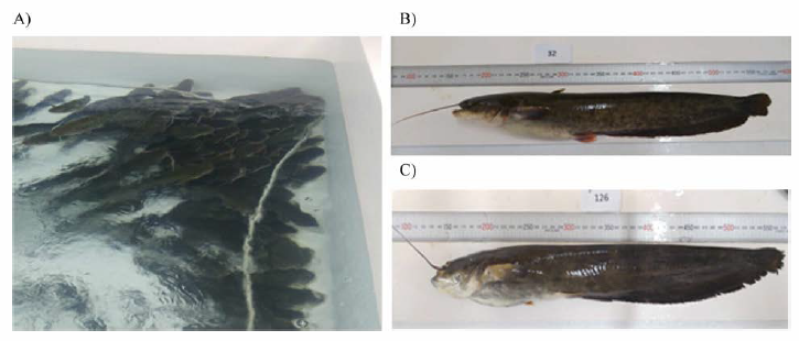 Wild far eastern catfish broodstock (B) and cultured far eastern catfish broodstock (B) in breeding tank (A)