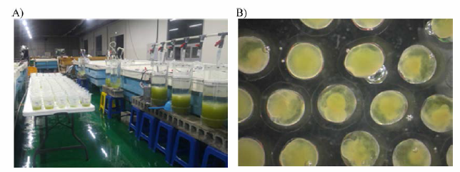 Far eastern catfish FI production and fertilization (A: incubator, B: far eastern catfish fertilization)