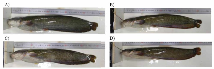 External morphometric analysis of broodstock (F0) (A, Wild female (WF); B, Wild male (WM); C, Cultured female (CF); D, Cultured male (CM)