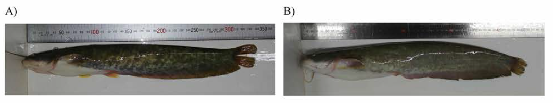 Selected broodstock group (A, Male; B, Female)