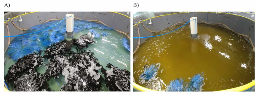 Breeding management of far eastern catfish (F2-2018) (A, Flow-through; B, BFT)