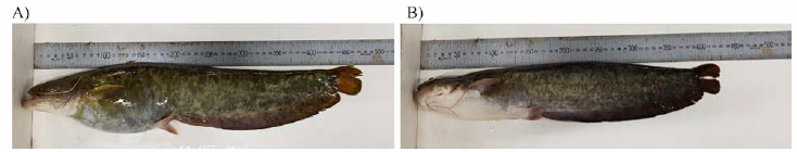 Selected broodstock group (A, Female; B, Male)