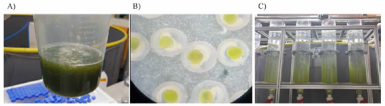 Seed production of F3-2020 (A, Artificial fertilized; B, Fertilized egg; C, Artificial incubator)