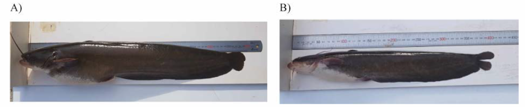 Selected broodstock group (A, Female; B, Male)