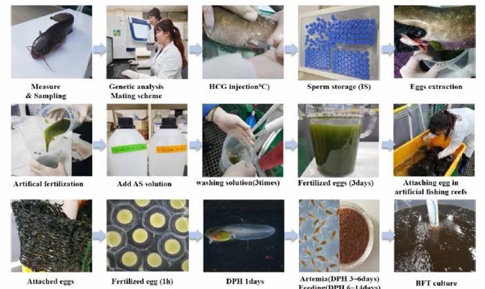 Seed production process of far eastern catfish