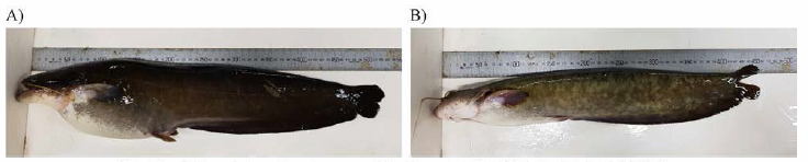 Selected broodstock group (A: Female, F1-2017, B: Male, F2-2018)