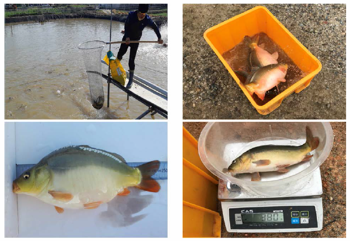 Monitoring of Israeli carp (Cyprinus carpio) farm in 2017