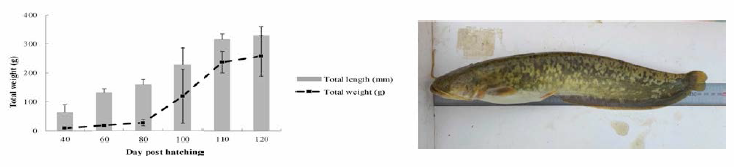 Growth change by day post (after) hatching (left) and momtonng (nght) of improved Cat fish (Silurus asotus) in 2019