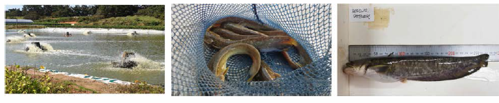 Monitoring of improved Cat fish (Silurus asotus) in 2019