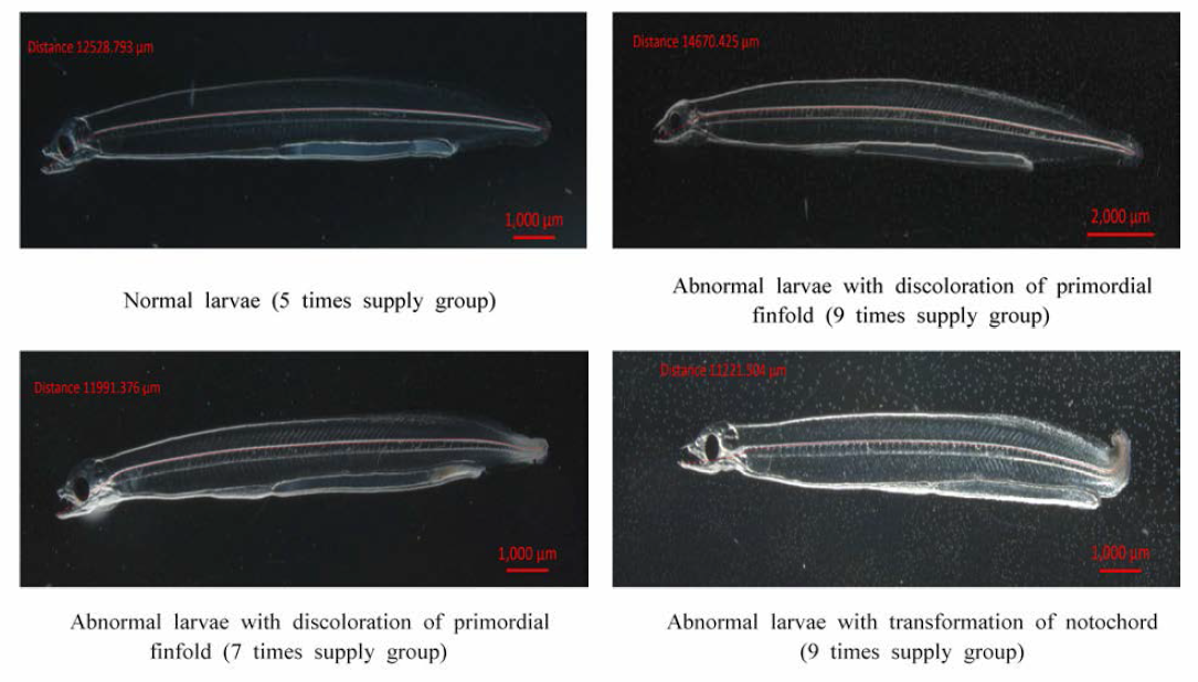 Abnormal fin and notochord of larvae by diet supply times and interval in larvae of 30 days after hatching