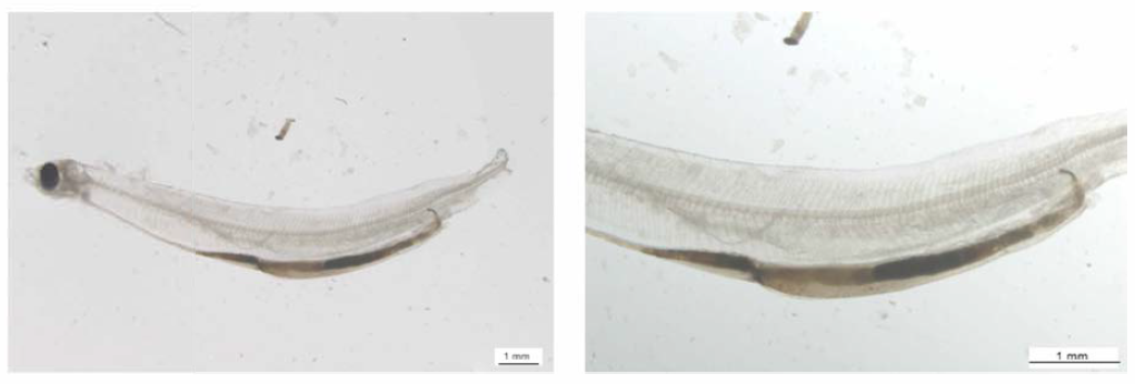 Eel larvae after feeding high viscosity type diet (left) and remained diet in intestine (right)