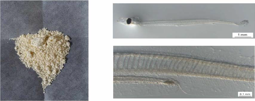 Micro-diet (left) and eel larvae (right up: hole larvae, right down: diet in intestine) in experiment