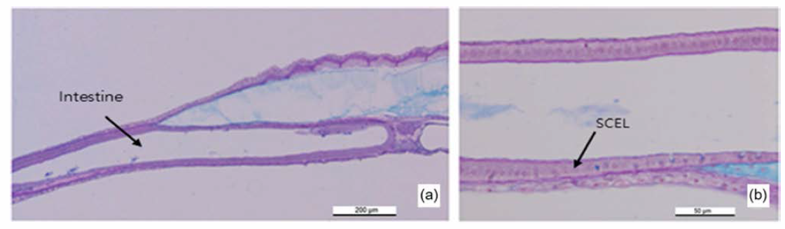 Histological section of digestive organ in the eel larvae, digestive organ (a), SCEL, simple columnar epithelial layer (b)