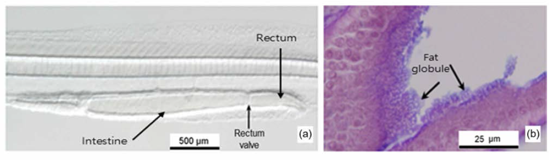Digestive organ of larvae (a) and histological sections of rectum (b)