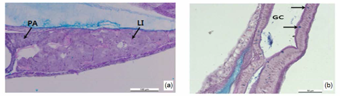 Histological sections of liver, pancreas and intestine in larvae, digestive organ (a), intestine (b). PA, pancreas; LI, liver; GC, goblet cell