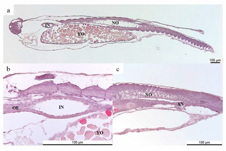 Photomicrographs of Anguilla japonica larvae on the day of hatching, sagittal section of whole-body (a), intestine part of larvae (b), anal part of larvae (c). OE, oesophagus; IN, intestine; NO, notochord; YO, yolk-sac; AN, anal