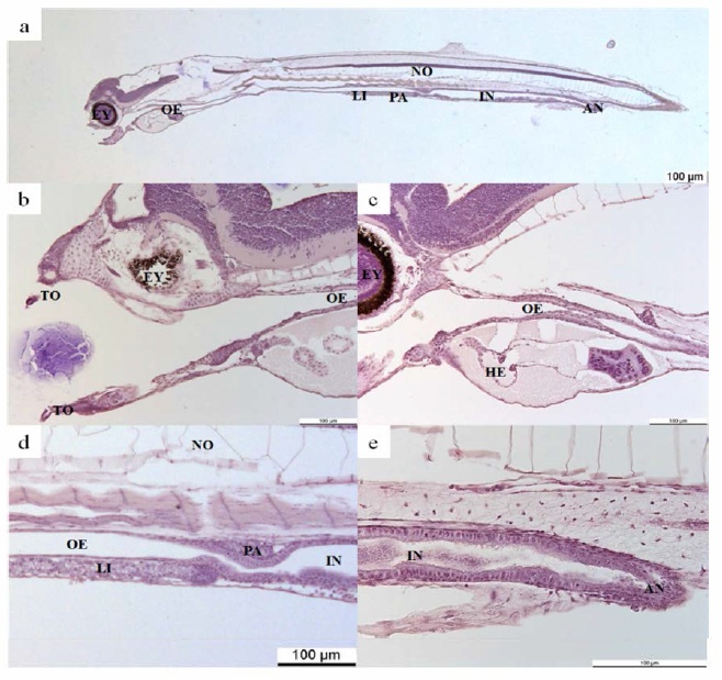 Photomicrographs of Anguilla japonica larvae on the day of first feeding, sagittal section of whole-body (a), oral part of larvae (b) oesophagus of larvae (c), liver and pancreas of larvae (d), anal of larvae (e). TO, tooth; EY, eye; OE, oesophagus; HE, heart; LI, liver; PA, pancreas IN, intestine; NO, notochord