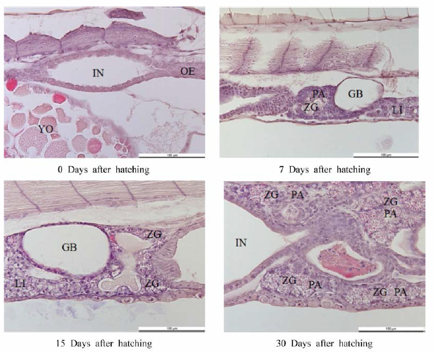 Photomicrographs of Anguilla japonica larvae in development of pancreas. YO, yolk-sac; OE, oesophagus; LI, liver; PA, pancreas IN, intestine; GB, gall bladder; ZG, zymogen granules