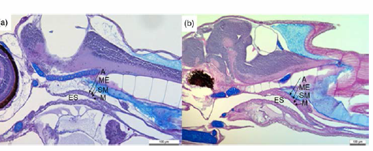 Longitudinal histological sections of the esophagus in A. japonica larvae. 7 DAH larvae (a), 30 DAH larvae (b). DAH; days after hatching; ES, oesophagus; M, mucosa; SM, submucosa; ME, muscularis externa; A, adventitia