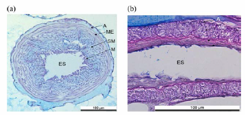 Transverse histological sections of the esophagus in leptocephalus of eels. Conger eel (Conger myriaster) (a), Fresh water eel (Anguilla japonica) (b). ES, esophagus; M, mucosa; SM, submucosa; ME, muscularis externa; A, adventitia