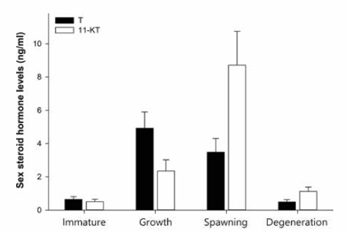 Investigation of sex hormone level in maturity period of male S. quinqueradiata