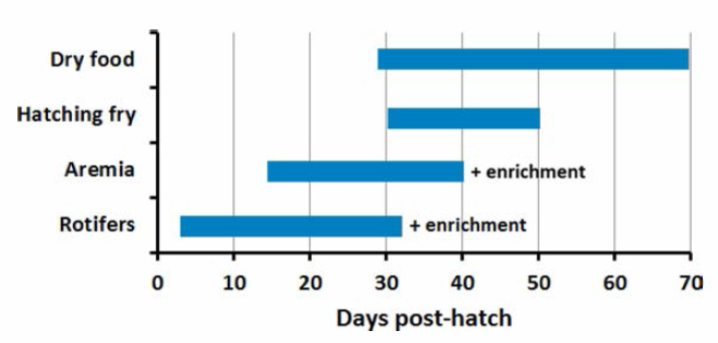 Food proceeding and supply time for the seed production of S. quinqueradiata