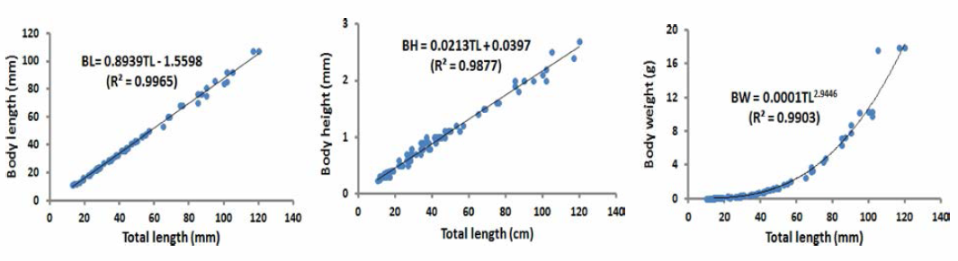 Relative growth relationship between body length (BL), body height (BH) and body weight (BW) with respect to the total length (TL) during the production period of S. quinqueradiata artificial seedlings in 2017