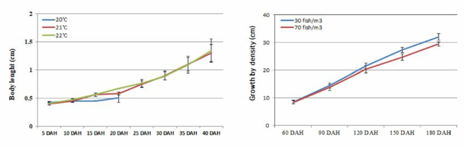 Growth rate of S. quinqueradiata artificial seeds by water temperature and breeding density