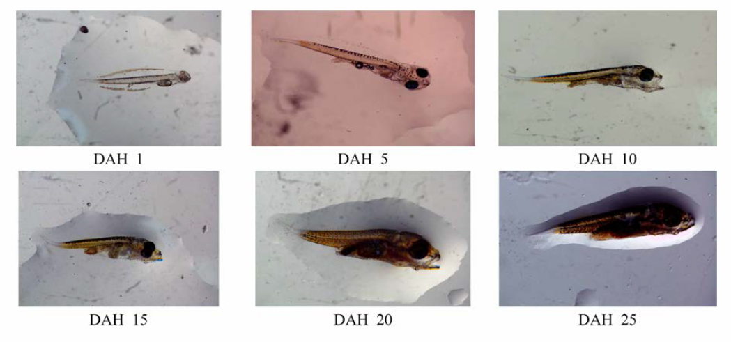 Images of fish larva by hatching date