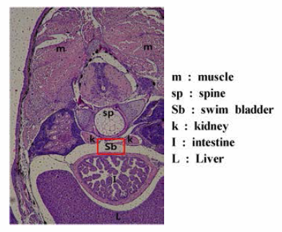 Histological status of abdominal region in 20 days post hatching